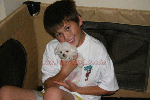 teacup maltese